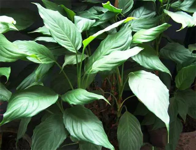 干货|近百种户外植物名称大全