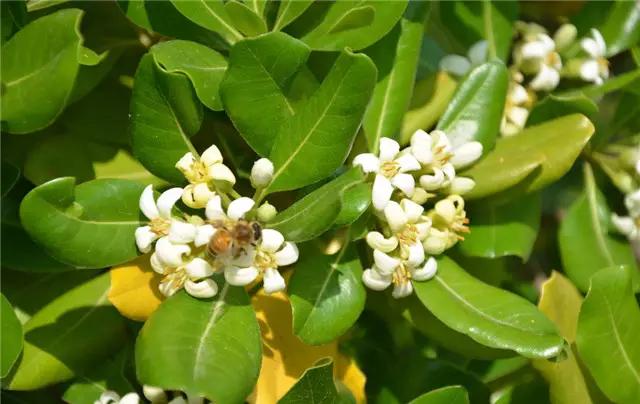 干货|近百种户外植物名称大全