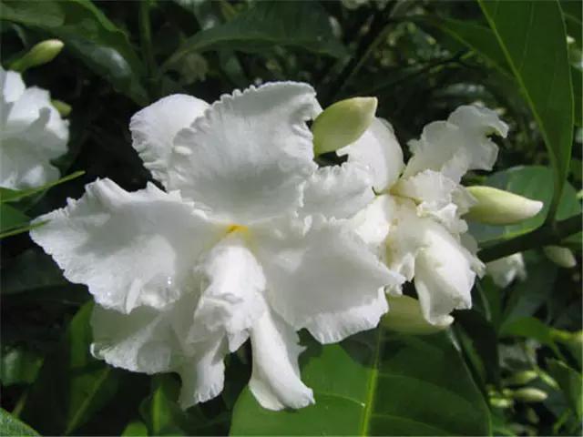干货|近百种户外植物名称大全