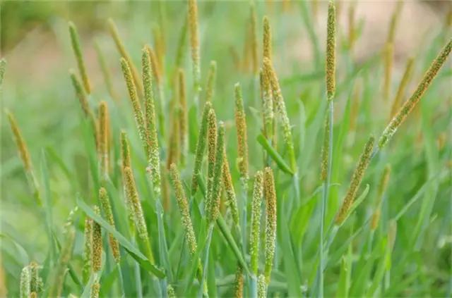 干货|近百种户外植物名称大全