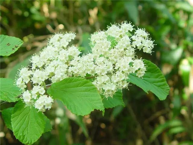 干货|近百种户外植物名称大全