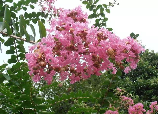 干货|近百种户外植物名称大全