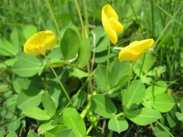 干货|近百种户外植物名称大全