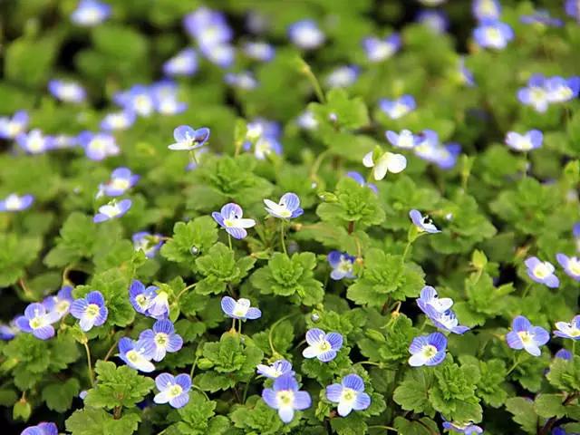 干货|近百种户外植物名称大全