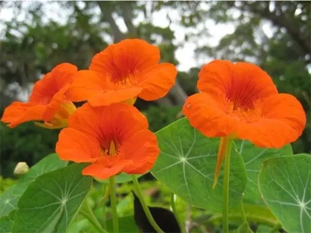 干货|近百种户外植物名称大全