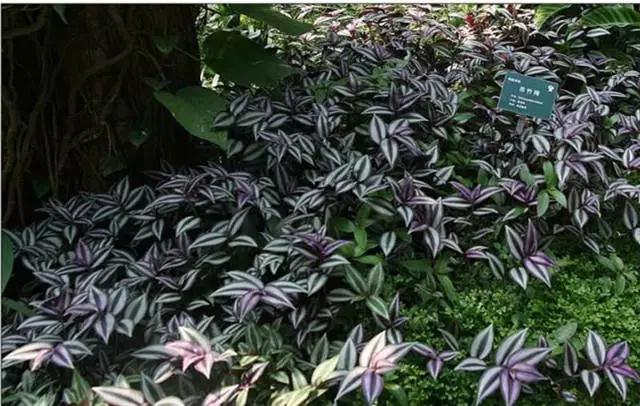 干货|近百种户外植物名称大全
