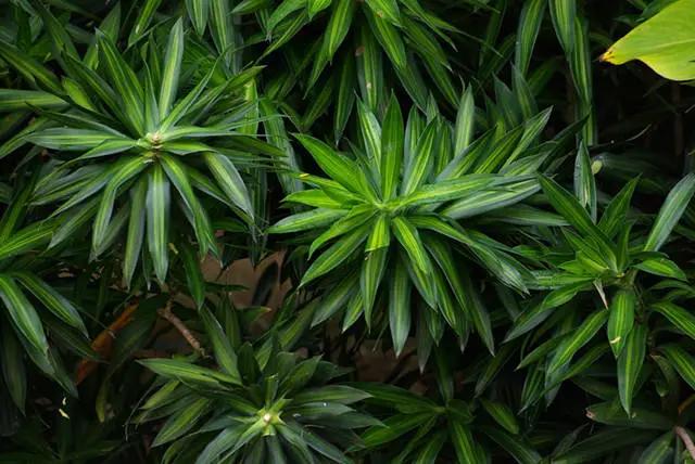 干货|近百种户外植物名称大全