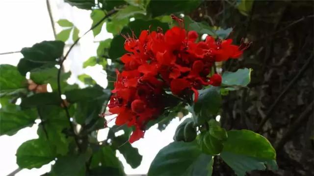 干货|近百种户外植物名称大全