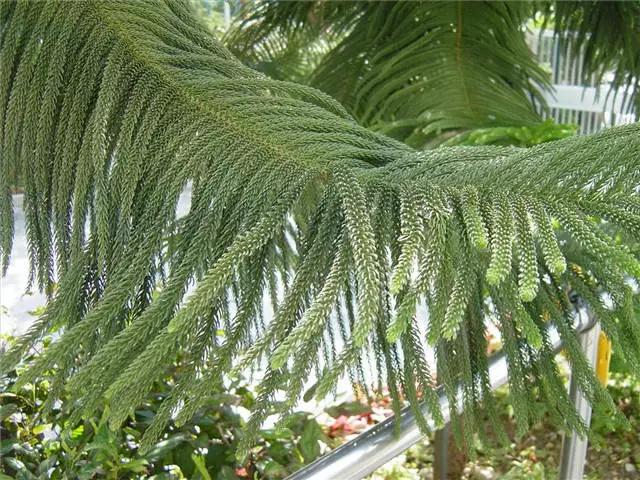 干货|近百种户外植物名称大全