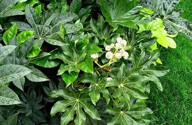 干货|近百种户外植物名称大全