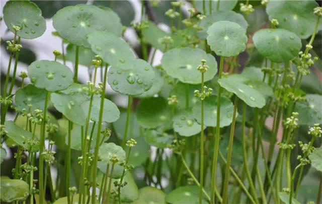 干货|近百种户外植物名称大全
