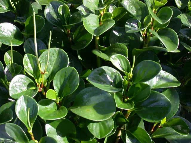 干货|近百种户外植物名称大全