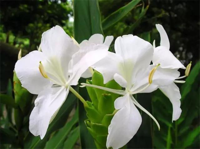 干货|近百种户外植物名称大全