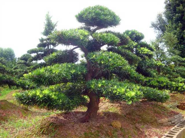 干货|近百种户外植物名称大全