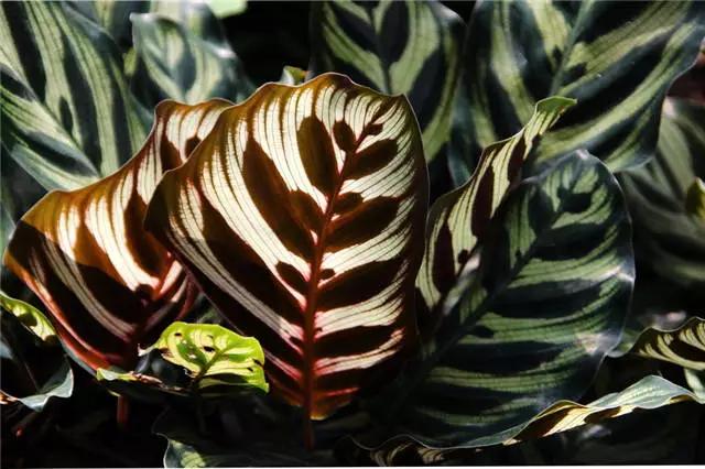 干货|近百种户外植物名称大全