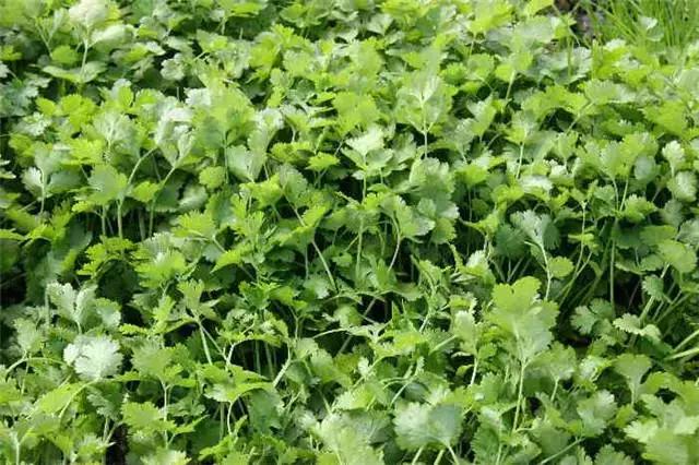 干货|近百种户外植物名称大全