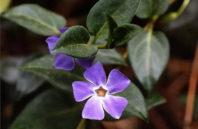 干货|近百种户外植物名称大全