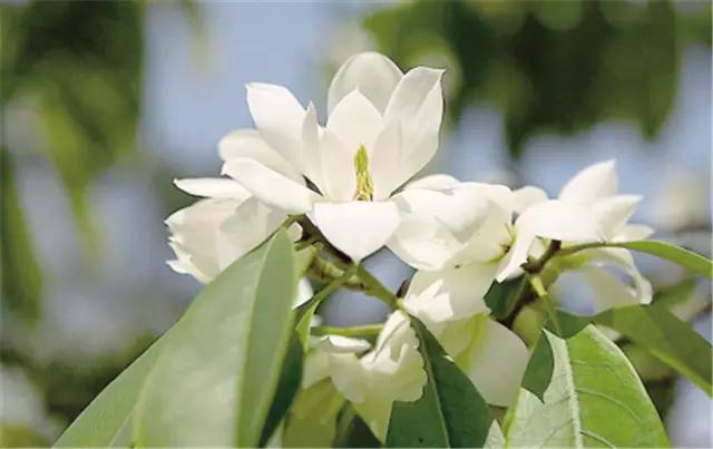 干货|近百种户外植物名称大全