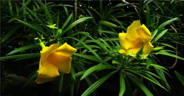 干货|近百种户外植物名称大全