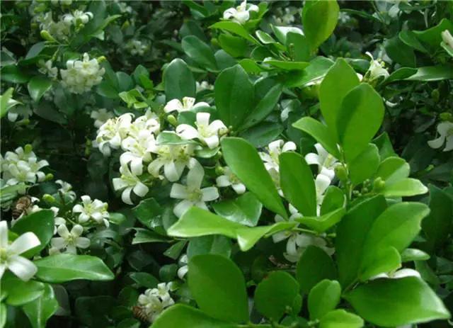 干货|近百种户外植物名称大全