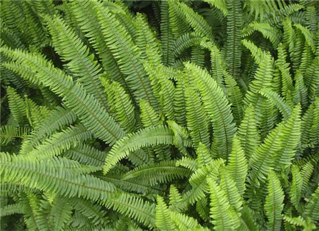 干货|近百种户外植物名称大全