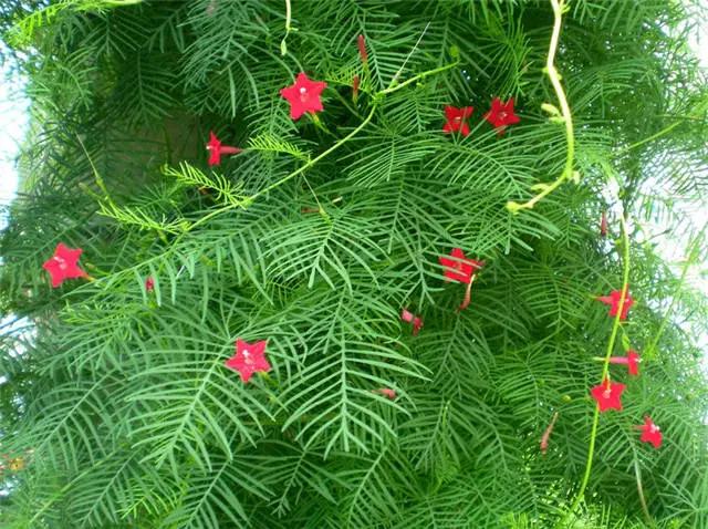 干货|近百种户外植物名称大全