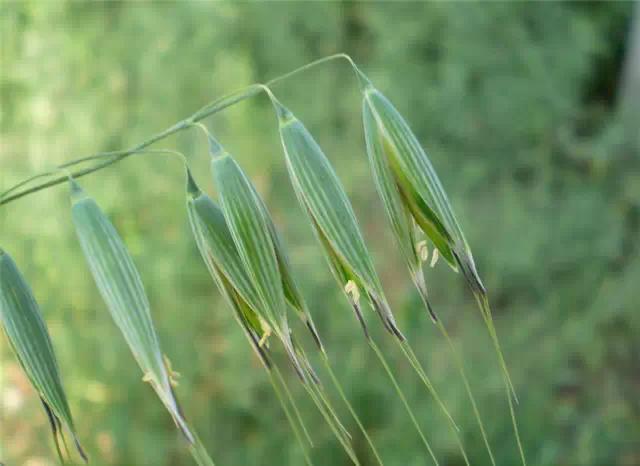 干货|近百种户外植物名称大全