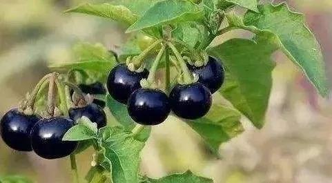 ̵36Ұȫϳ֣