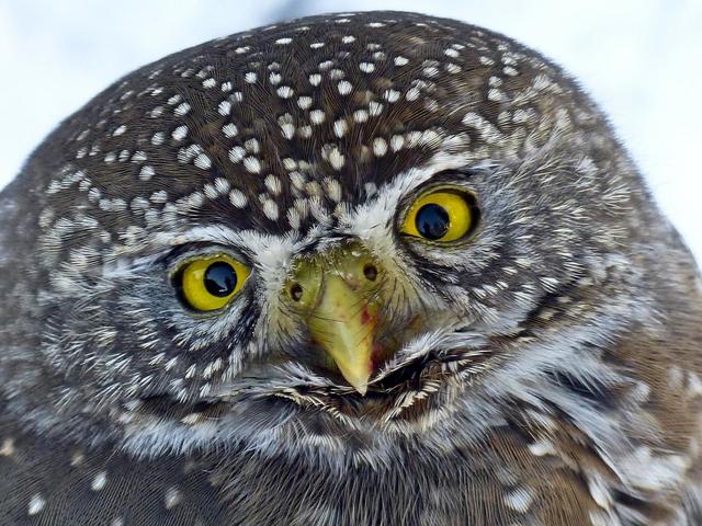 ӡѧΪʲô˿᲻