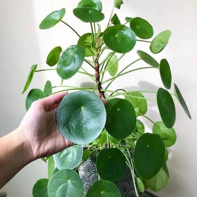 别养绿萝了,20种耐阴花,看一眼就喜欢上