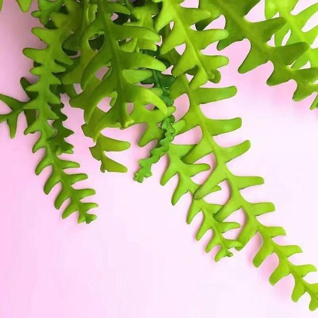 别养绿萝了,20种耐阴花,看一眼就喜欢上