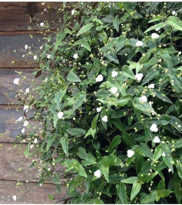别养绿萝了,20种耐阴花,看一眼就喜欢上