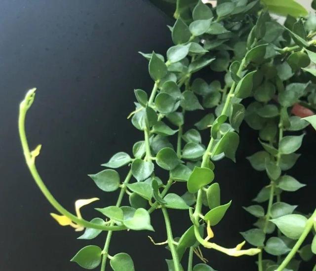 别养绿萝了,20种耐阴花,看一眼就喜欢上
