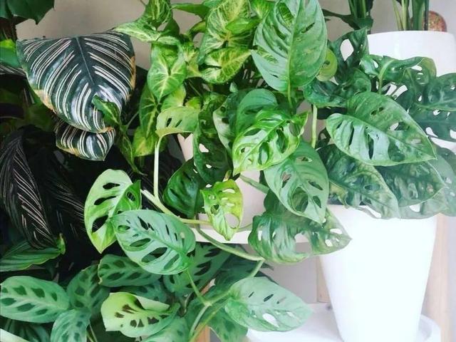 别养绿萝了,20种耐阴花,看一眼就喜欢上