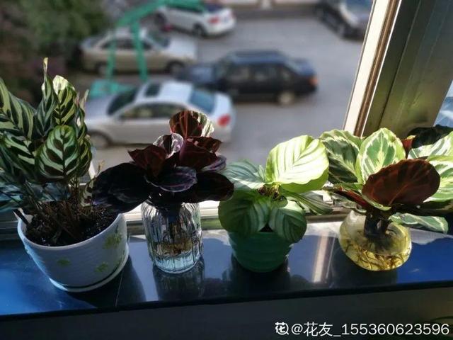 别养绿萝了,20种耐阴花,看一眼就喜欢上