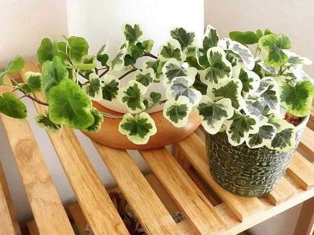 别养绿萝了,20种耐阴花,看一眼就喜欢上
