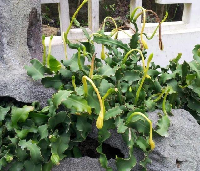 别养绿萝了,20种耐阴花,看一眼就喜欢上