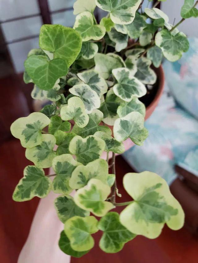 别养绿萝了,20种耐阴花,看一眼就喜欢上