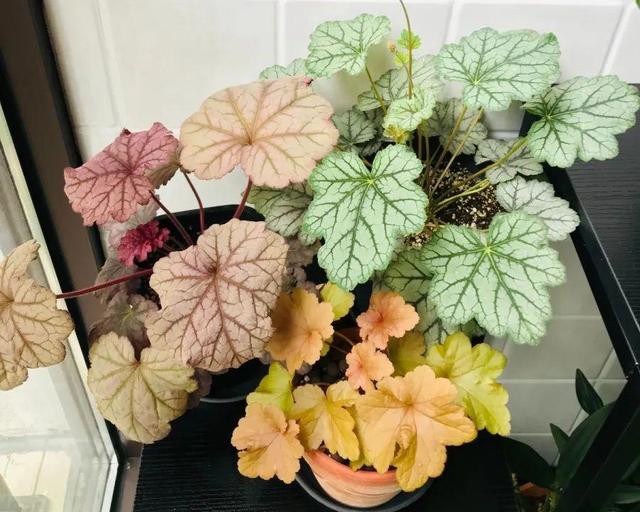 别养绿萝了,20种耐阴花,看一眼就喜欢上
