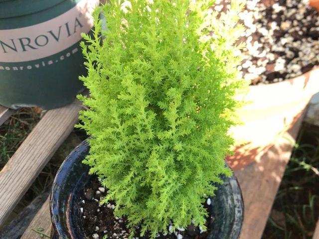 别养绿萝了,20种耐阴花,看一眼就喜欢上