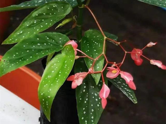 别养绿萝了,20种耐阴花,看一眼就喜欢上