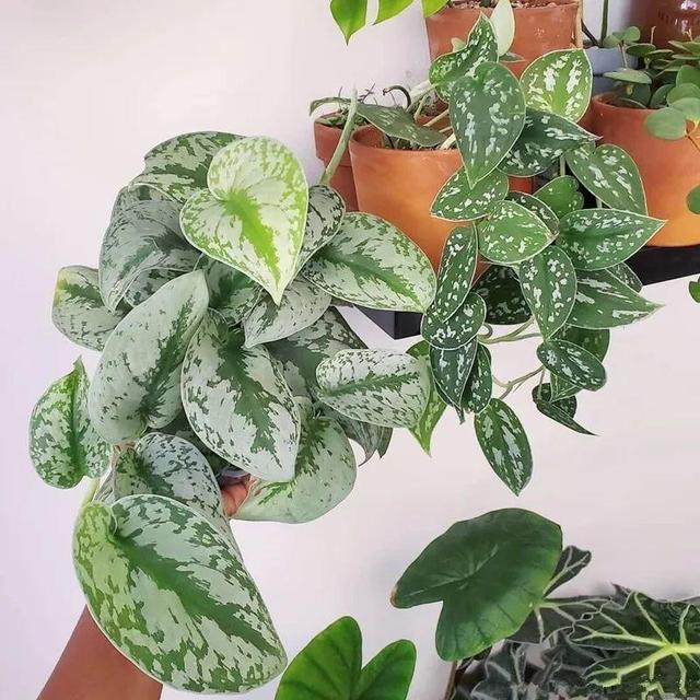 别养绿萝了,20种耐阴花,看一眼就喜欢上