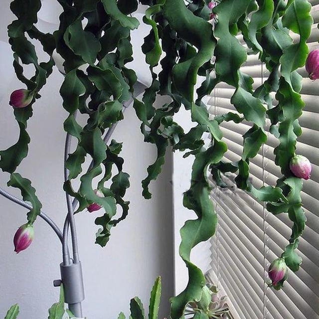 别养绿萝了,20种耐阴花,看一眼就喜欢上