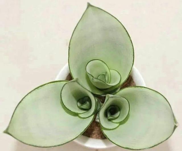 别养绿萝了,20种耐阴花,看一眼就喜欢上