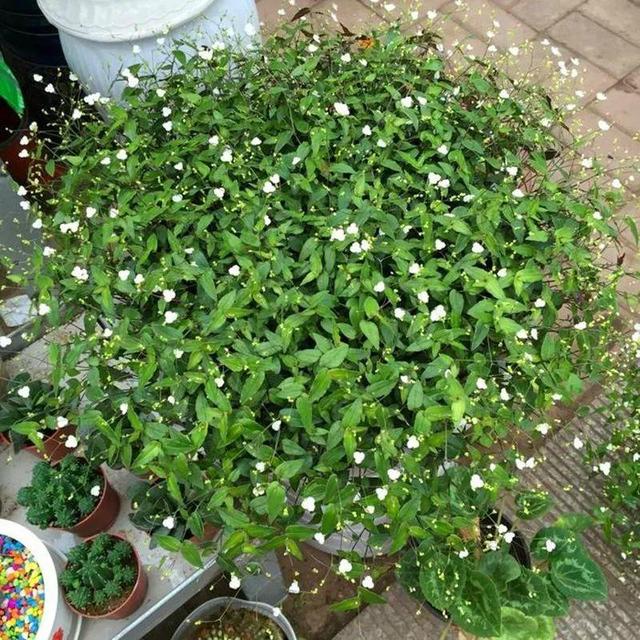 别养绿萝了,20种耐阴花,看一眼就喜欢上
