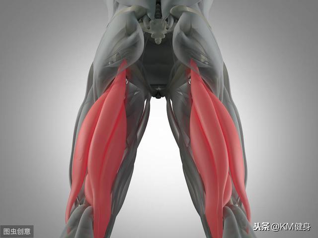 腿臀 腘绳肌的介绍,其中包括组成结构,生理位置及功能; 忽略腘绳肌会