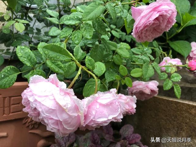 他们用1年时间，在自家楼顶建造出一个绝美露台花园