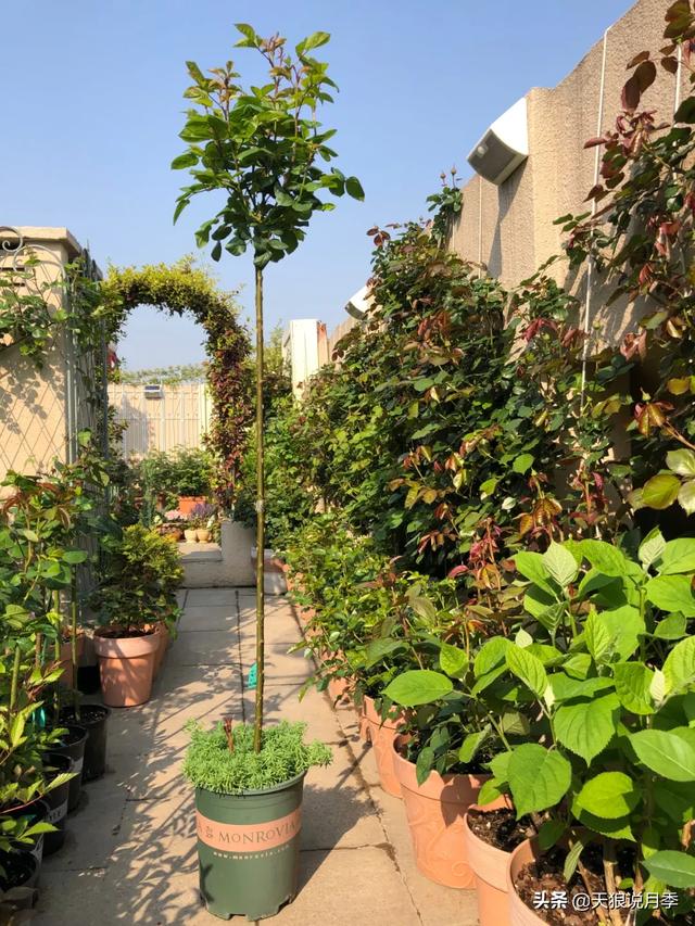 他们用1年时间，在自家楼顶建造出一个绝美露台花园