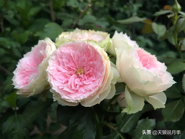 他们用1年时间，在自家楼顶建造出一个绝美露台花园