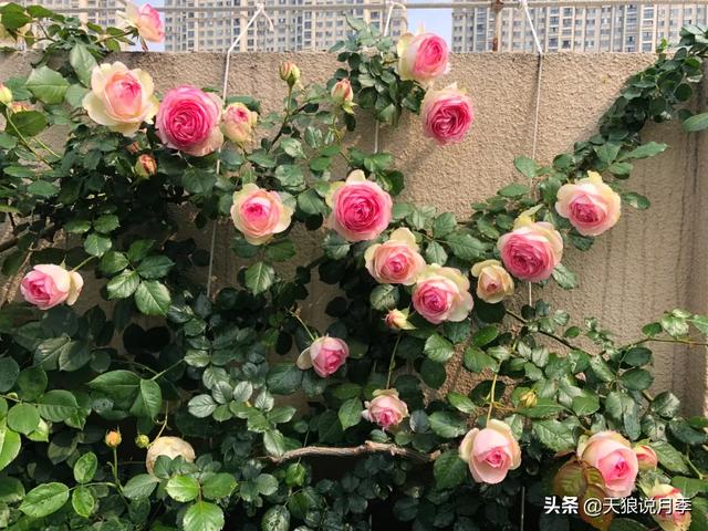 他们用1年时间，在自家楼顶建造出一个绝美露台花园